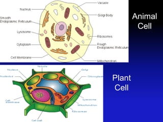 Animal
         Cell




Plant
Cell
 