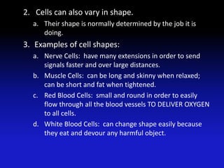 2. Cells can also vary in shape.
  a. Their shape is normally determined by the job it is
     doing.
3. Examples of cell shapes:
  a. Nerve Cells: have many extensions in order to send
     signals faster and over large distances.
  b. Muscle Cells: can be long and skinny when relaxed;
     can be short and fat when tightened.
  c. Red Blood Cells: small and round in order to easily
     flow through all the blood vessels TO DELIVER OXYGEN
     to all cells.
  d. White Blood Cells: can change shape easily because
     they eat and devour any harmful object.
 