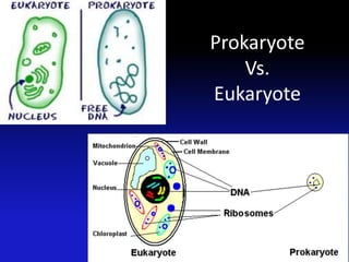 Prokaryote
    Vs.
Eukaryote
 