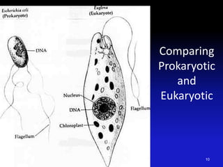 Comparing
Prokaryotic
and
Eukaryotic
10
 
