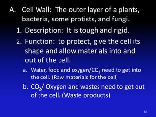 A. Cell Wall: The outer layer of a plants,
bacteria, some protists, and fungi.
1. Description: It is tough and rigid.
2. Function: to protect, give the cell its
shape and allow materials into and
out of the cell.
a. Water, food and oxygen/CO2 need to get into
the cell. (Raw materials for the cell)
b. CO2/ Oxygen and wastes need to get out
of the cell. (Waste products)
13
 