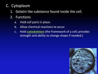 C. Cytoplasm
1. Gelatin like substance found inside the cell.
2. Functions
a. Hold cell parts in place.
b. Allow chemical reactions to occur.
c. Hold cytoskeleton (the framework of a cell; provides
strength and ability to change shape if needed.)
16
 