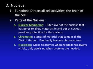 D. Nucleus
1. Function: Directs all cell activities; the brain of
the cell.
2. Parts of the Nucleus:
a. Nuclear Membrane: Outer layer of the nucleus that
has pores to allow materials in and out of nucleus;
provides protection for the nucleus.
b. Chromatin: Stands of material that contain all the
DNA of the cell. Eventually become chromosomes.
c. Nucleolus: Make ribosomes when needed; not always
visible, only swells up when proteins are needed.
17
 