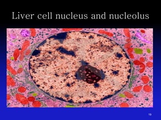 Liver cell nucleus and nucleolus
19
 