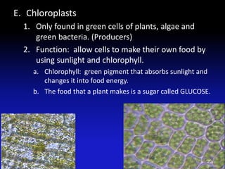 E. Chloroplasts
1. Only found in green cells of plants, algae and
green bacteria. (Producers)
2. Function: allow cells to make their own food by
using sunlight and chlorophyll.
a. Chlorophyll: green pigment that absorbs sunlight and
changes it into food energy.
b. The food that a plant makes is a sugar called GLUCOSE.
20
 
