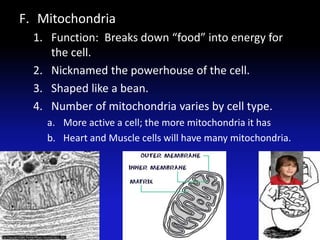 F. Mitochondria
1. Function: Breaks down “food” into energy for
the cell.
2. Nicknamed the powerhouse of the cell.
3. Shaped like a bean.
4. Number of mitochondria varies by cell type.
a. More active a cell; the more mitochondria it has
b. Heart and Muscle cells will have many mitochondria.
22
 