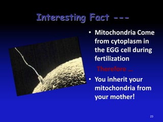 23
Interesting Fact ---
• Mitochondria Come
from cytoplasm in
the EGG cell during
fertilization
Therefore …
• You inherit your
mitochondria from
your mother!
 