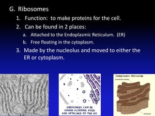 G. Ribosomes
1. Function: to make proteins for the cell.
2. Can be found in 2 places:
a. Attached to the Endoplasmic Reticulum. (ER)
b. Free floating in the cytoplasm.
3. Made by the nucleolus and moved to either the
ER or cytoplasm.
24
 
