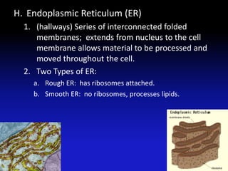 H. Endoplasmic Reticulum (ER)
1. (hallways) Series of interconnected folded
membranes; extends from nucleus to the cell
membrane allows material to be processed and
moved throughout the cell.
2. Two Types of ER:
a. Rough ER: has ribosomes attached.
b. Smooth ER: no ribosomes, processes lipids.
25
 