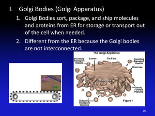 I. Golgi Bodies (Golgi Apparatus)
1. Golgi Bodies sort, package, and ship molecules
and proteins from ER for storage or transport out
of the cell when needed.
2. Different from the ER because the Golgi bodies
are not interconnected.
26
 