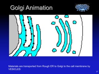 27
Golgi Animation
Materials are transported from Rough ER to Golgi to the cell membrane by
VESICLES
 