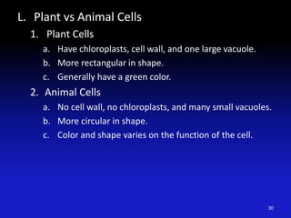 L. Plant vs Animal Cells
1. Plant Cells
a. Have chloroplasts, cell wall, and one large vacuole.
b. More rectangular in shape.
c. Generally have a green color.
2. Animal Cells
a. No cell wall, no chloroplasts, and many small vacuoles.
b. More circular in shape.
c. Color and shape varies on the function of the cell.
30
 