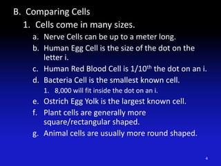 B. Comparing Cells
1. Cells come in many sizes.
a. Nerve Cells can be up to a meter long.
b. Human Egg Cell is the size of the dot on the
letter i.
c. Human Red Blood Cell is 1/10th the dot on an i.
d. Bacteria Cell is the smallest known cell.
1. 8,000 will fit inside the dot on an i.
e. Ostrich Egg Yolk is the largest known cell.
f. Plant cells are generally more
square/rectangular shaped.
g. Animal cells are usually more round shaped.
4
 