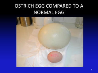OSTRICH EGG COMPARED TO A
NORMAL EGG
5
 