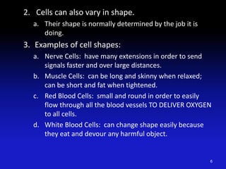 2. Cells can also vary in shape.
a. Their shape is normally determined by the job it is
doing.
3. Examples of cell shapes:
a. Nerve Cells: have many extensions in order to send
signals faster and over large distances.
b. Muscle Cells: can be long and skinny when relaxed;
can be short and fat when tightened.
c. Red Blood Cells: small and round in order to easily
flow through all the blood vessels TO DELIVER OXYGEN
to all cells.
d. White Blood Cells: can change shape easily because
they eat and devour any harmful object.
6
 