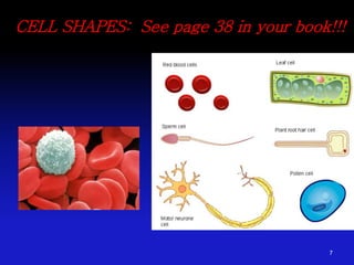CELL SHAPES: See page 38 in your book!!!
7
 