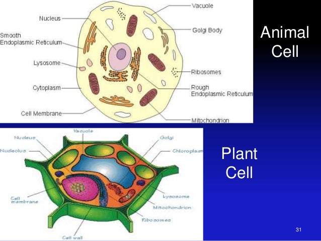 Group Of Organs That Work Together To Break Down Food Group Of Organs That Work Together To Break Down Food