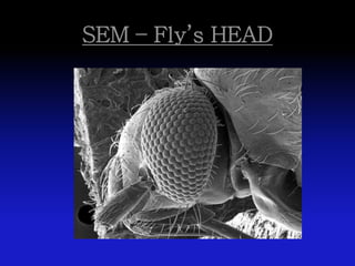 SEM – Fly’s HEAD
 