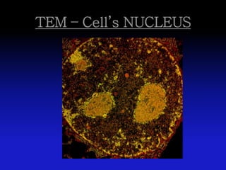 TEM – Cell’s NUCLEUS
 