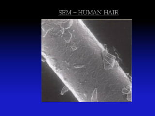SEM – HUMAN HAIR
 