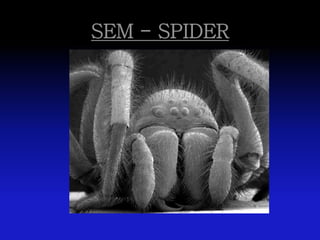 SEM - SPIDER
 