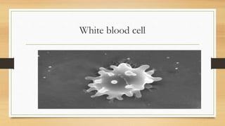 White blood cell
 
