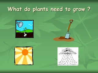 What do plants need to grow ?
 