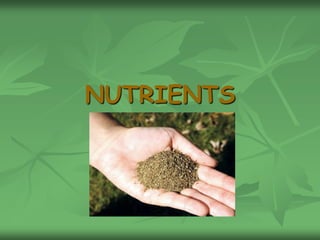 NUTRIENTS
 