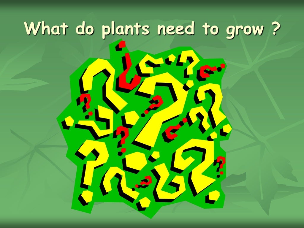 Chapter 2 what do plants need to grow