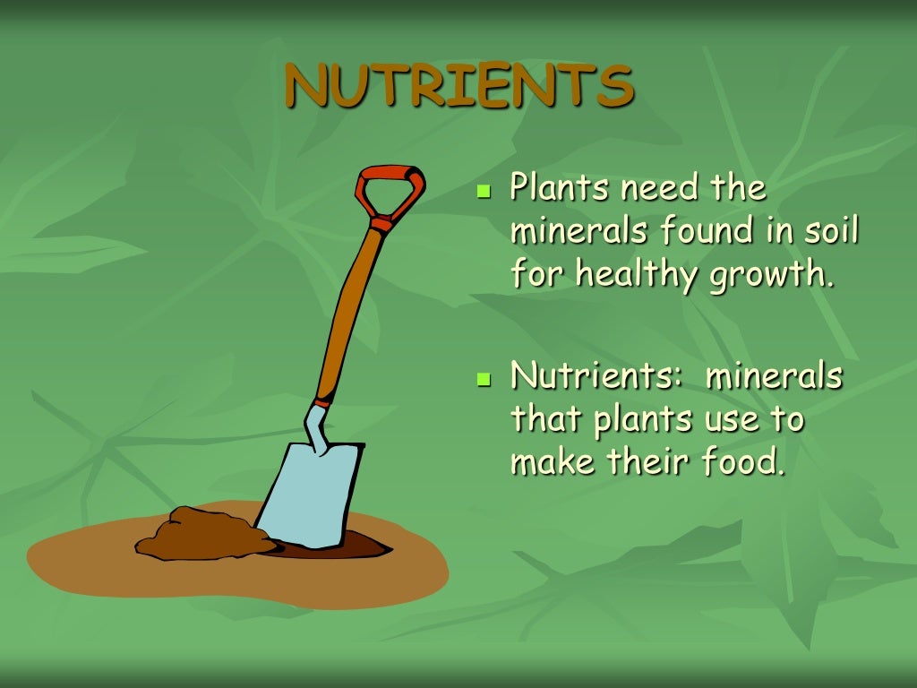 Chapter 2 what do plants need to grow