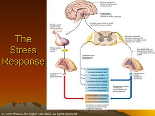 The Stress Response 