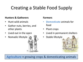 Creating a Stable Food SupplyHunters & GatherersHunt wild animalsGather nuts, berries, and other plantsLived out in the openNomadic lifestyleFarmersDomesticateanimals for foodPlant cropsLived in permanent sheltersStable lifestyleAgriculture =growing crops & domesticating animals