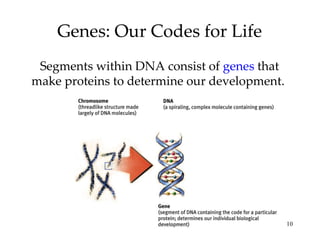 Genes: Our Codes for Life Segments within DNA consist of  genes  that make proteins to determine our development.  