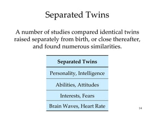 Separated Twins A number of studies compared identical twins raised separately from birth, or close thereafter, and found numerous similarities. Interests, Fears Brain Waves, Heart Rate Abilities, Attitudes Personality, Intelligence Separated Twins 