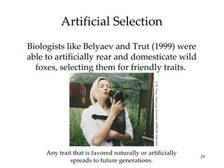Artificial Selection Biologists like Belyaev and Trut (1999) were able to artificially rear and domesticate wild foxes, selecting them for friendly traits.  Any trait that is favored naturally or artificially spreads to future generations. L.N. Trur,  American Scientist  (1999) 87: 160-169 