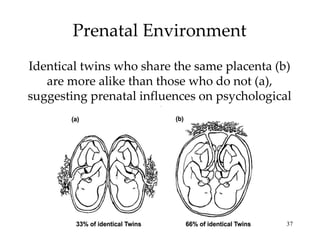 Prenatal Environment Identical twins who share the same placenta (b) are more alike than those who do not (a), suggesting prenatal influences on psychological traits. 