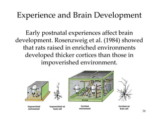Experience and Brain Development Early postnatal experiences affect brain development. Rosenzweig et al. (1984) showed that rats raised in enriched environments developed thicker cortices than those in impoverished environment. 