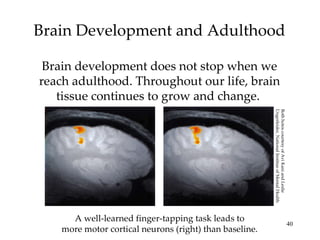 Brain Development and Adulthood Brain development does not stop when we reach adulthood. Throughout our life, brain tissue continues to grow and change.  A well-learned finger-tapping task leads to more motor cortical neurons (right) than baseline. Both hotos courtesy of Avi Kani and Leslie  Ungerleider, National Institue of Mental Health 