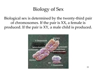 Biology of Sex Biological sex is determined by the twenty-third pair of chromosomes. If the pair is XX, a female is produced. If the pair is XY, a male child is produced. 
