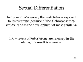 Sexual Differentiation In the mother’s womb, the male fetus is exposed to testosterone (because of the Y chromosome), which leads to the development of male genitalia. If low levels of testosterone are released in the uterus, the result is a female. 