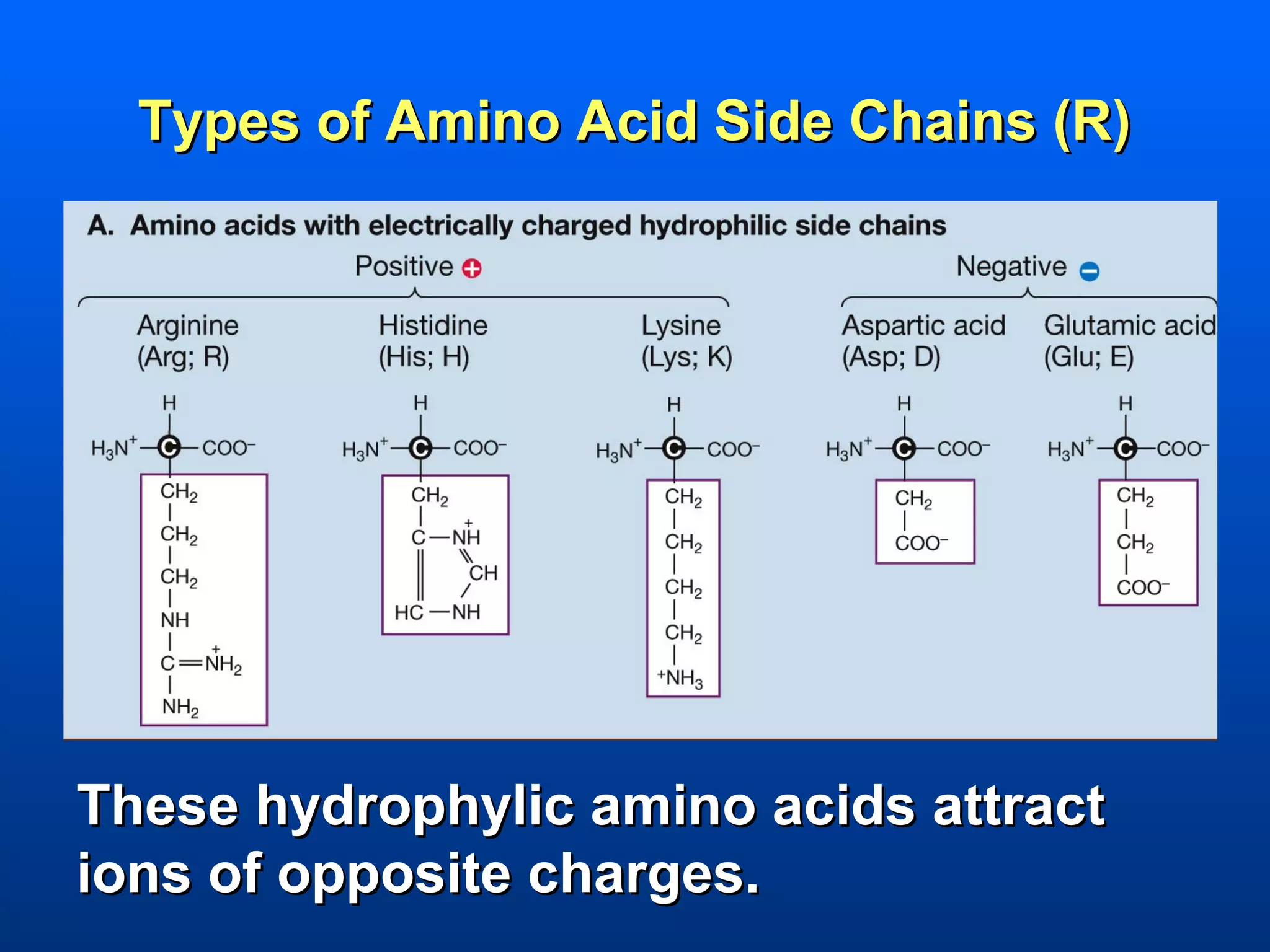Types of Amino Acid Side Chains (R)




These hydrophylic amino acids attract
ions of opposite charges.
 
