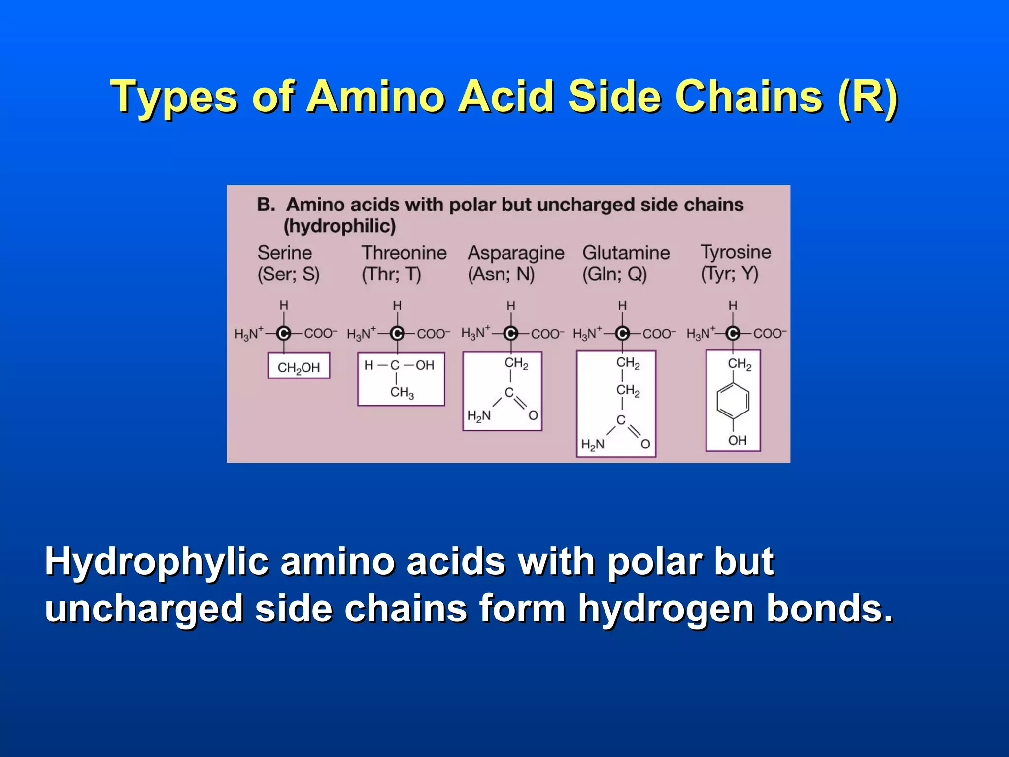 Types of Amino Acid Side Chains (R)




Hydrophylic amino acids with polar but
uncharged side chains form hydrogen bonds.
 