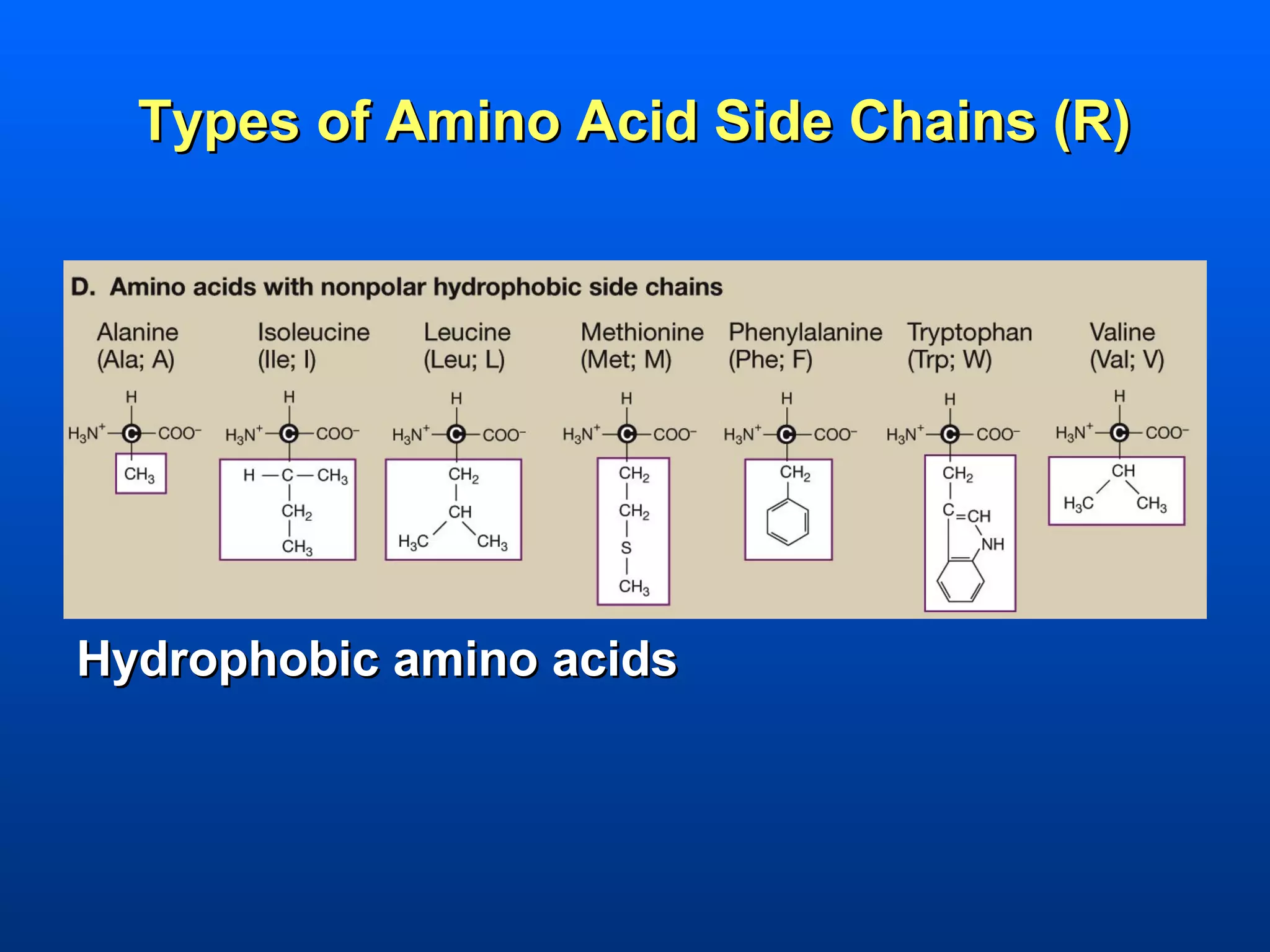Types of Amino Acid Side Chains (R)




Hydrophobic amino acids
 