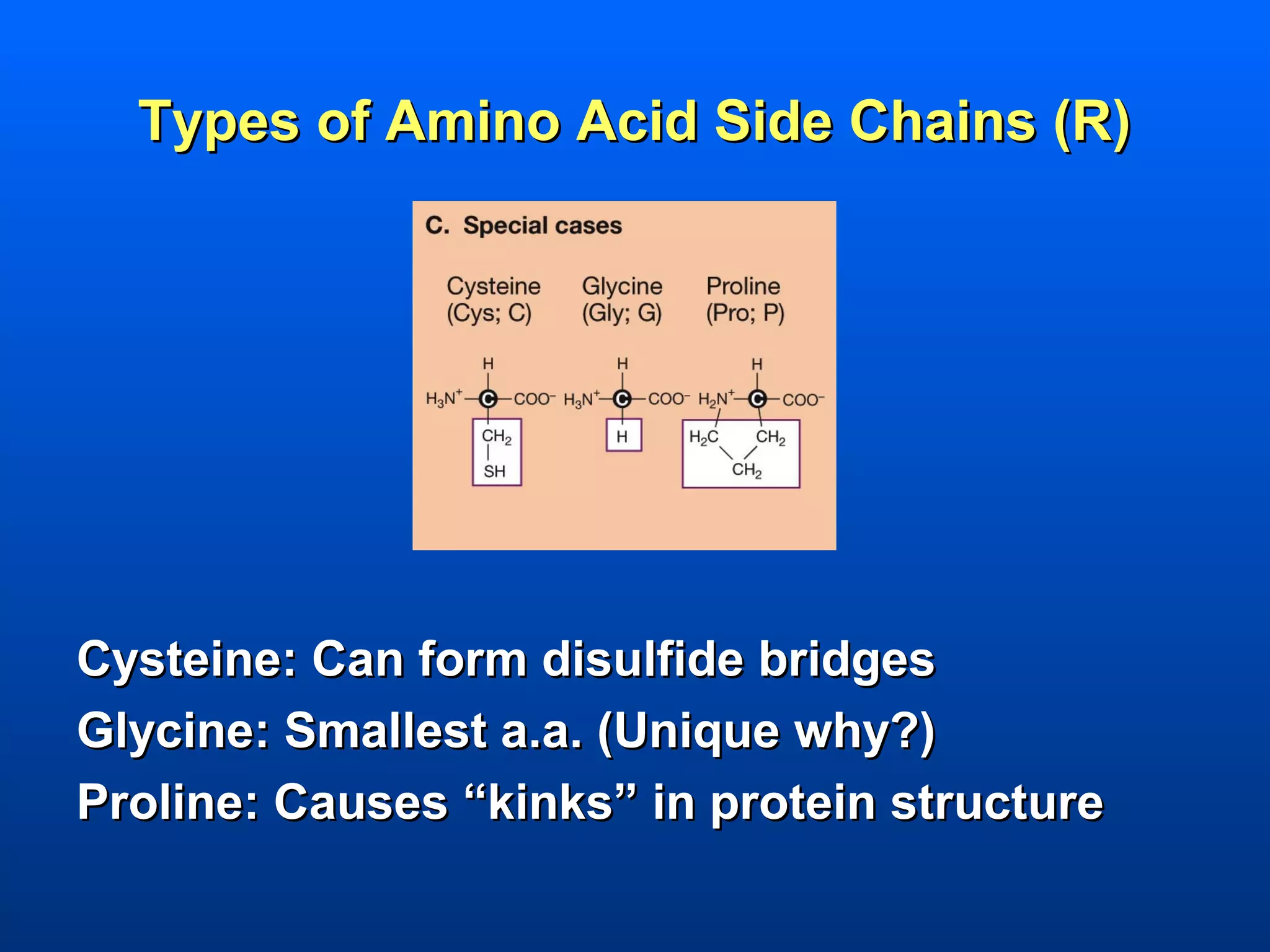 Types of Amino Acid Side Chains (R)




Cysteine: Can form disulfide bridges
Glycine: Smallest a.a. (Unique why?)
Proline: Causes “kinks” in protein structure
 