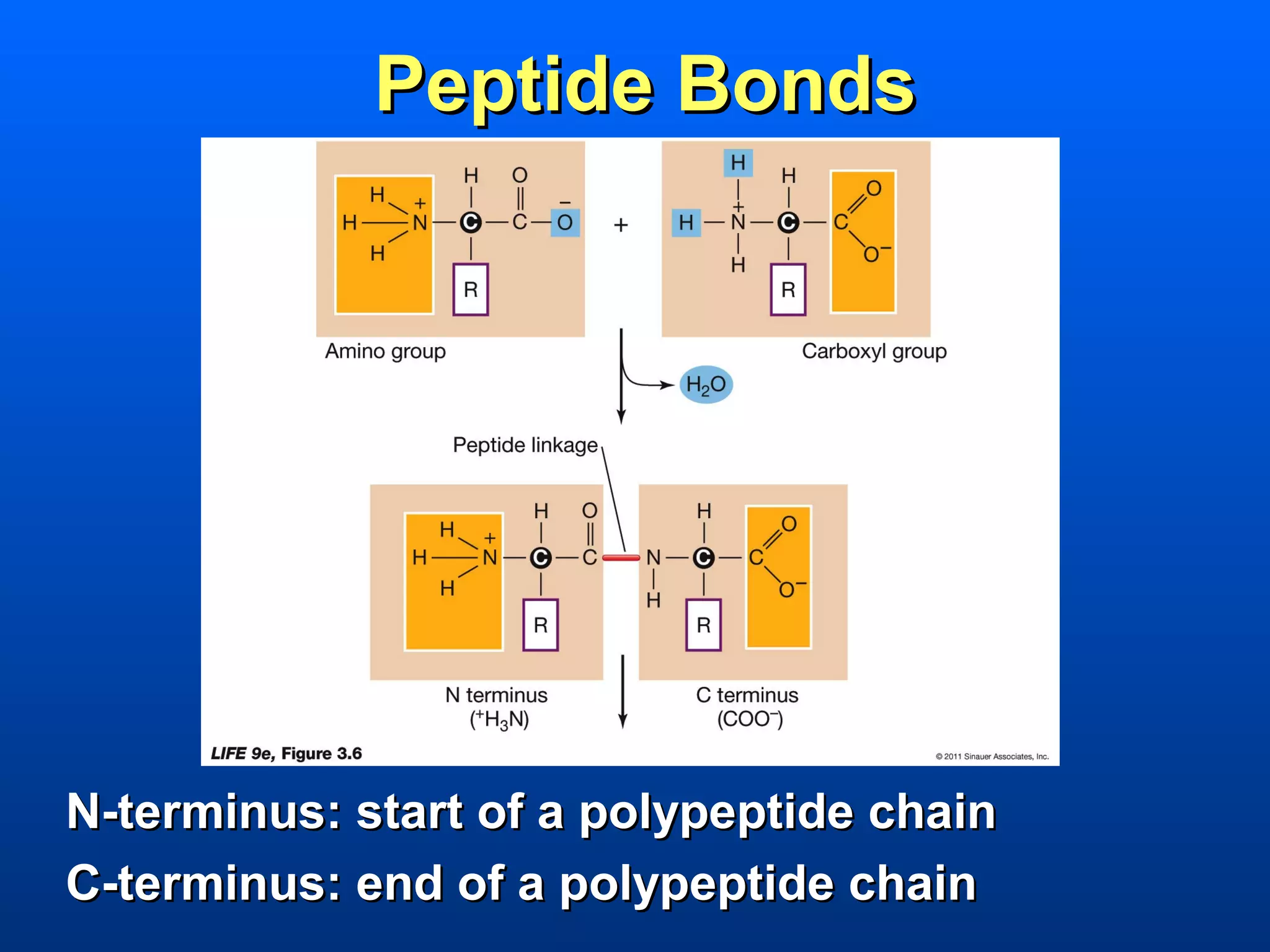 Peptide Bonds




N-terminus: start of a polypeptide chain
C-terminus: end of a polypeptide chain
 