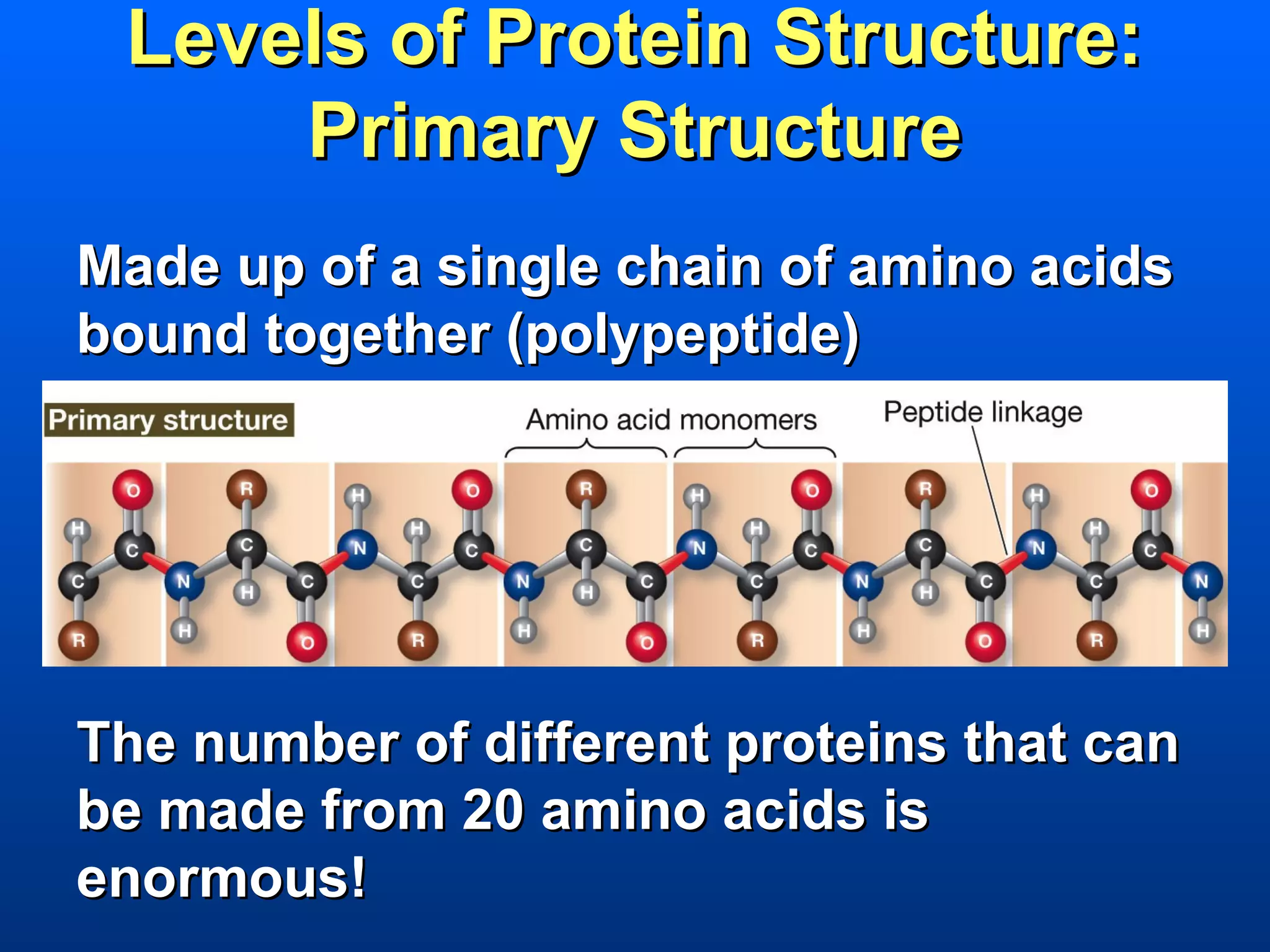 Levels of Protein Structure:
     Primary Structure
Made up of a single chain of amino acids
bound together (polypeptide)




The number of different proteins that can
be made from 20 amino acids is
enormous!
 