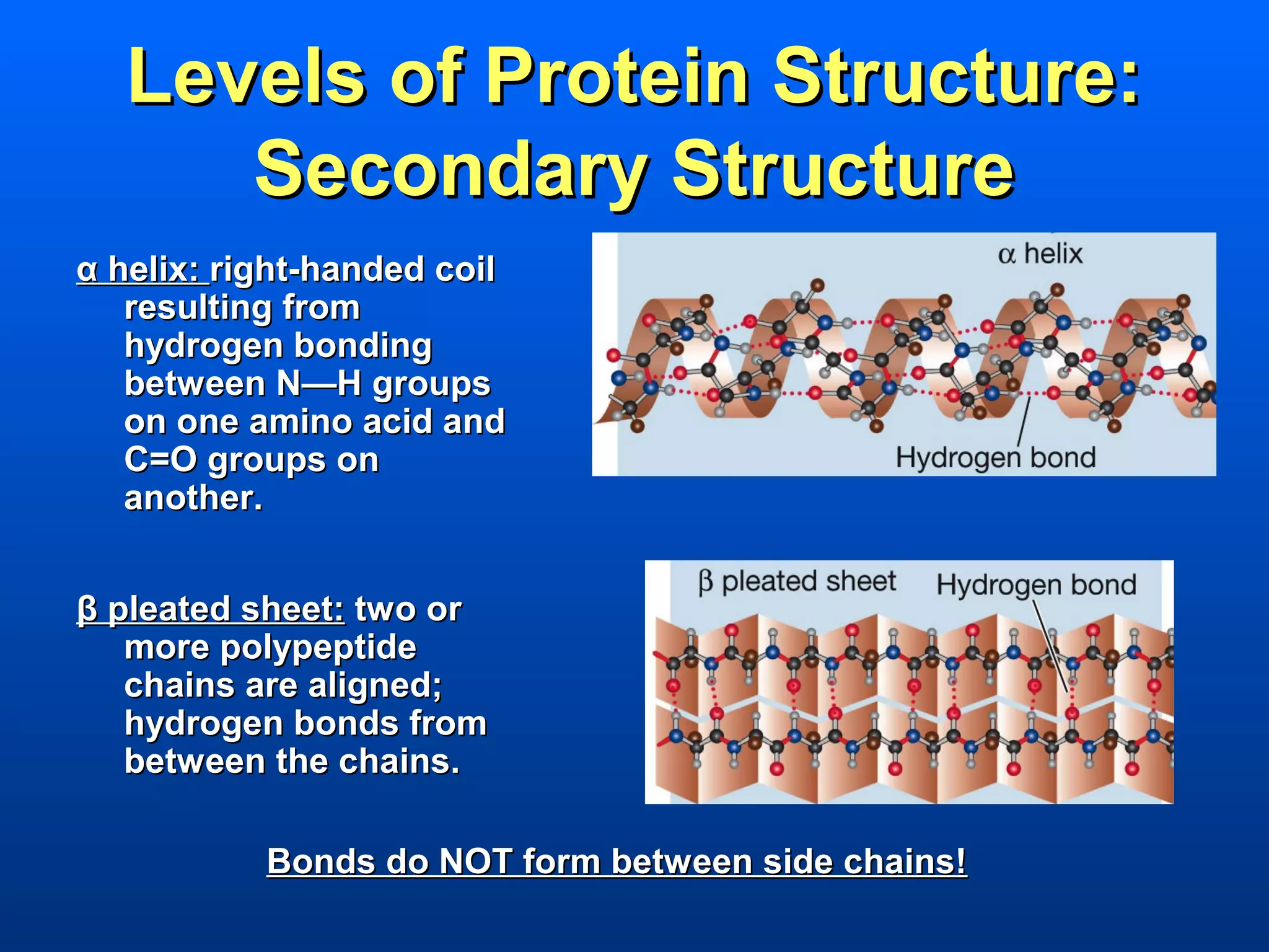Levels of Protein Structure:
     Secondary Structure
α helix: right-handed coil
   resulting from
   hydrogen bonding
   between N—H groups
   on one amino acid and
   C=O groups on
   another.


β pleated sheet: two or
   more polypeptide
   chains are aligned;
   hydrogen bonds from
   between the chains.

           Bonds do NOT form between side chains!
 
