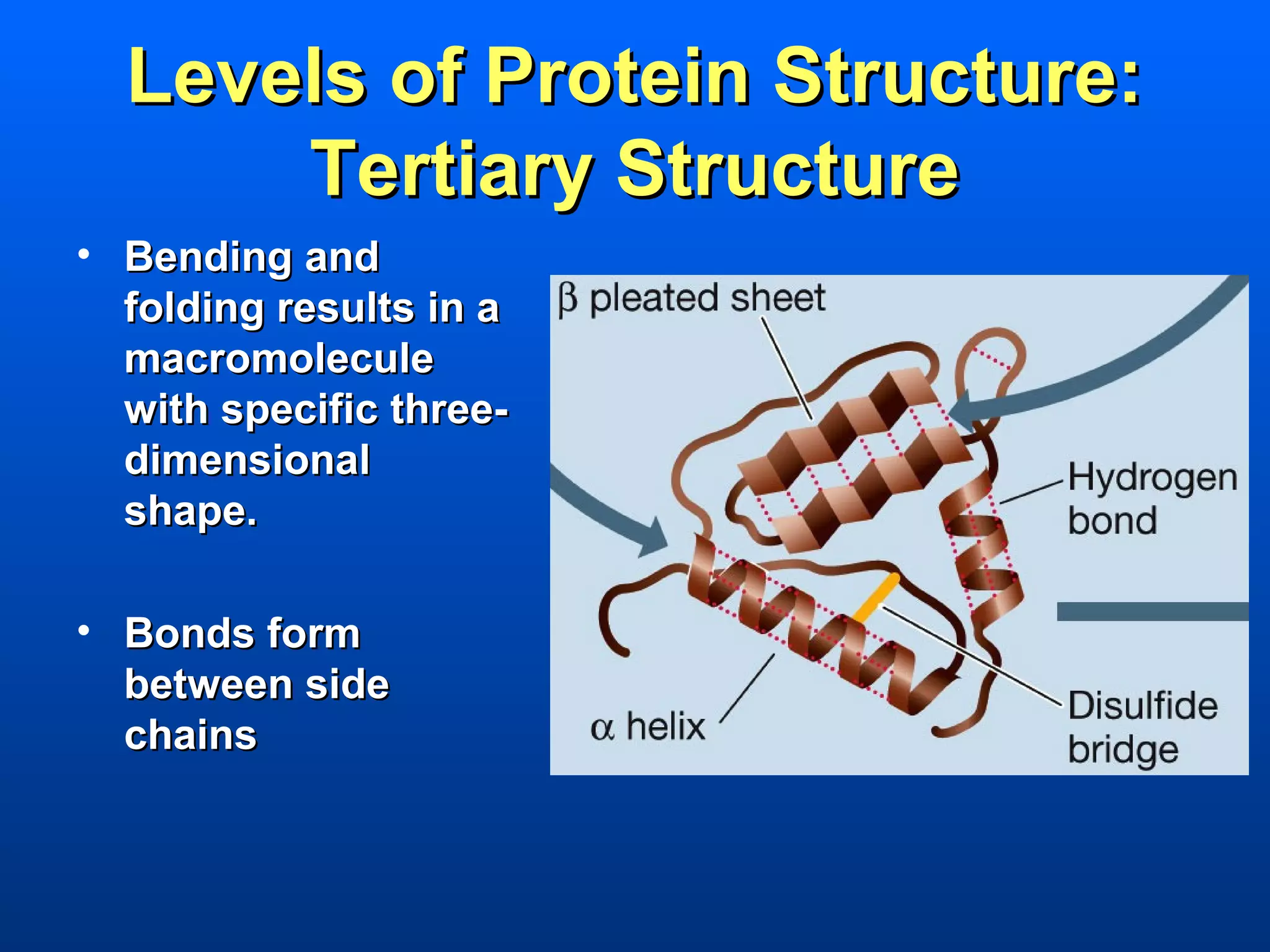 Levels of Protein Structure:
      Tertiary Structure
• Bending and
  folding results in a
  macromolecule
  with specific three-
  dimensional
  shape.

• Bonds form
  between side
  chains
 