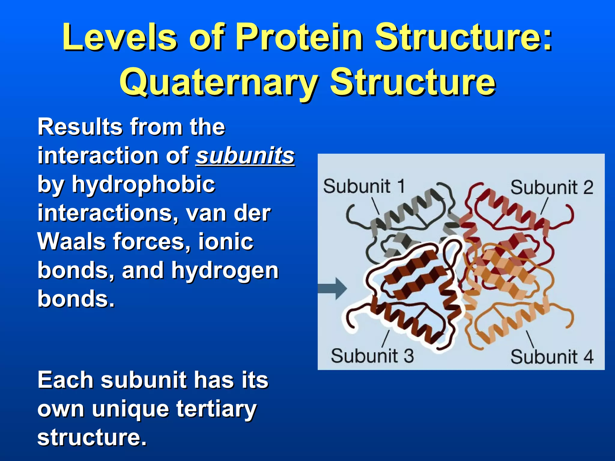 Levels of Protein Structure:
     Quaternary Structure
Results from the
interaction of subunits
by hydrophobic
interactions, van der
Waals forces, ionic
bonds, and hydrogen
bonds.


Each subunit has its
own unique tertiary
structure.
 