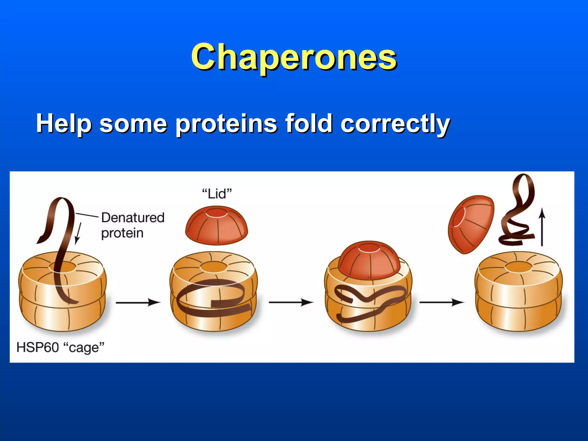 Chaperones
Help some proteins fold correctly
 
